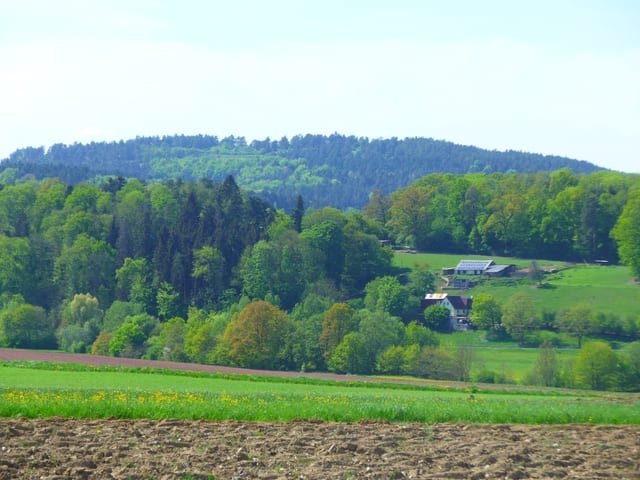 Büchelberg · NSG Wacholderheide — Ausflugsziel Nordschwarzwald