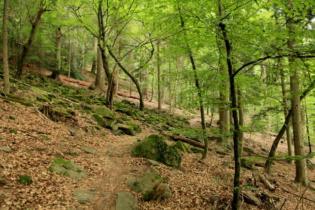 Erlebnis Bannwald Klebwald — Ausflugsziel Nordschwarzwald
