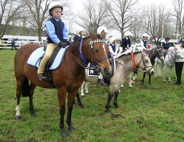 Ponyreiten · Gechingen — Ausflugsziel Nordschwarzwald