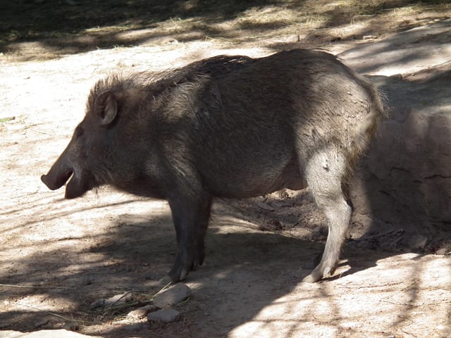 Wildpark Pforzheim — Ausflugsziel Nordschwarzwald