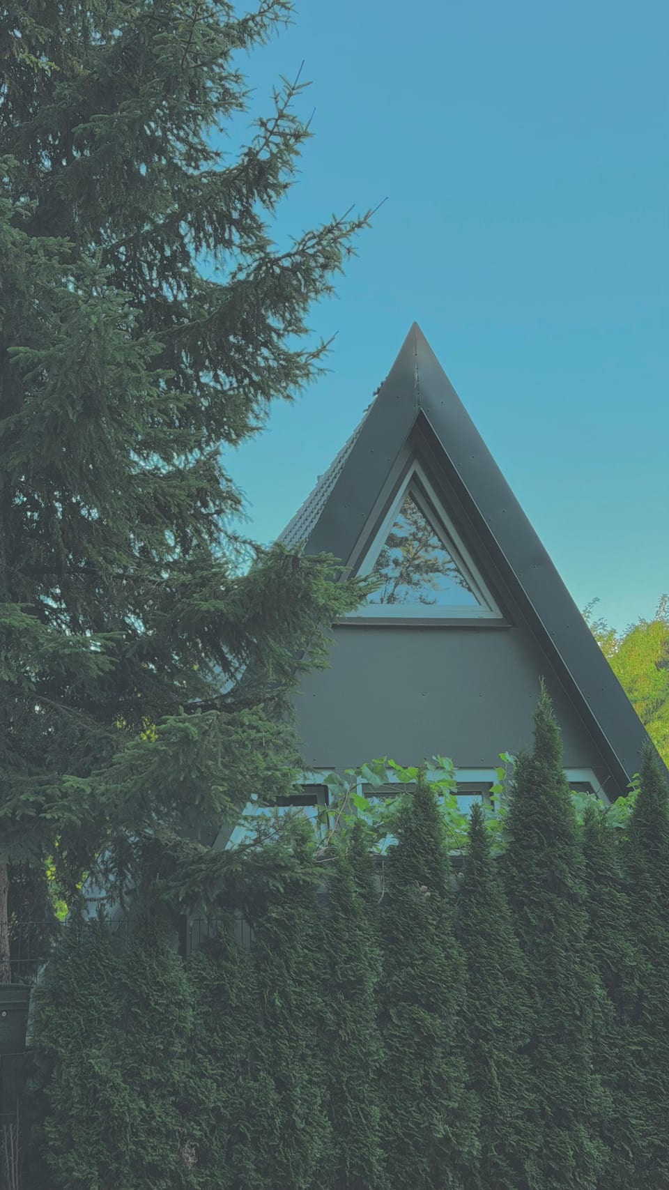 Das Bollenhuthaus — Nurdach am Waldrand, von unten zwischen Tannen gesehen