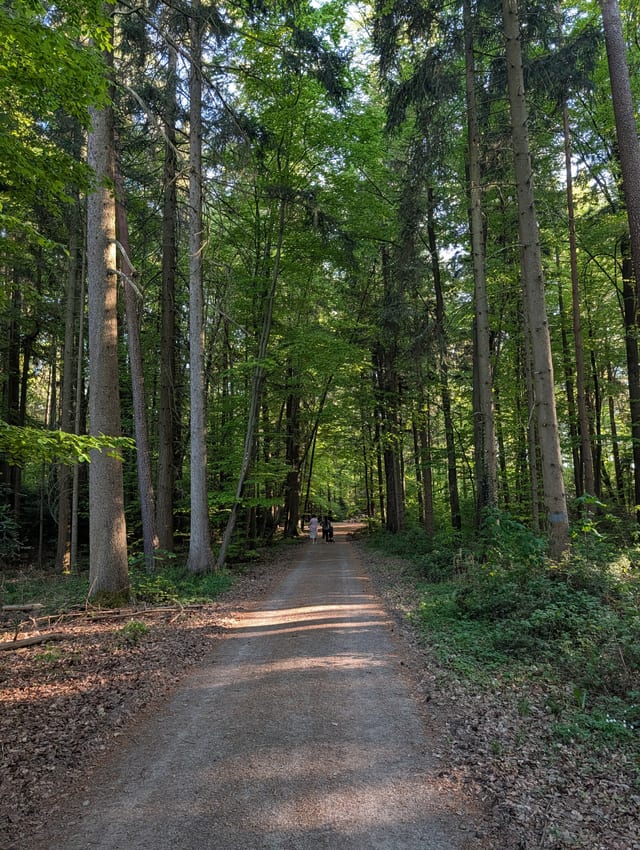 © Das Bollenhuthaus (Eigenaufnahme) Waldweg ab der Haustür in Schellbronn im Nordschwarzwald